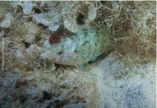 divedict_foto_picture_biolexicon_fish_mediterranean_lippfish_symphodus_cinereus_grey_wrapfish