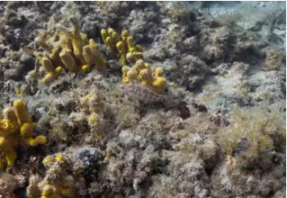 divedict_foto_biolexicon_fish_mediterranean_lippfish_symphodus_cinereus_grauer_lipfish_image