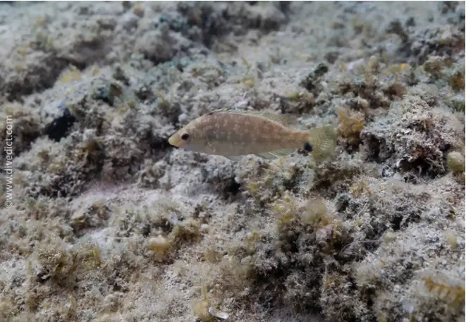 divedict_foto_biolexicon_fish_mediterranean_lippfish_symphodus_cinereus_grauer_lipfish_pictures