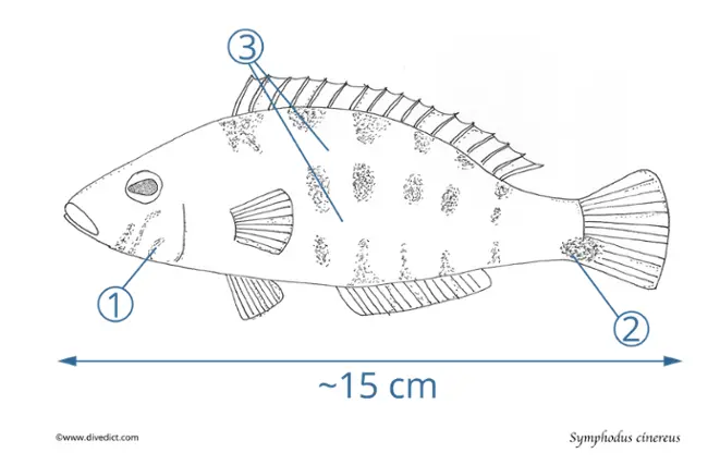 Symphodus_cinereus_DiveDict
