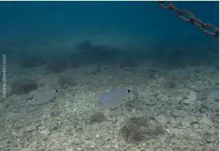 divedict_picture_photo_biolexicon_fishe_mediterranean_brasse_oblada_melanura_bandbresse