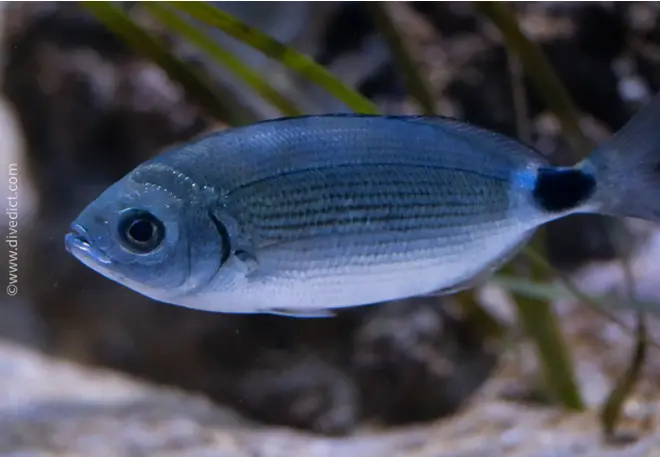 divedict_foto_biolexicon_fishe_mediterranean brasse_oblada_melanura_bandbrasse_image