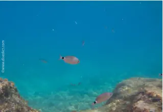 divedict_fotos_biolexicon_fish_mediterranean brasse_oblada_melanura_bandbream