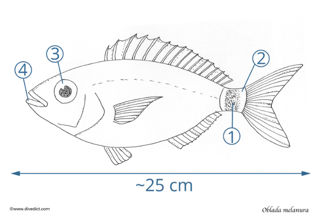 Obalda_Melanura_DiveDict