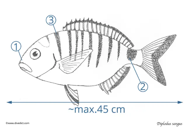 Diplodus_sargus_DiveDict