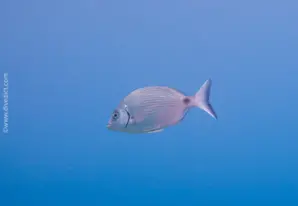 White seabream