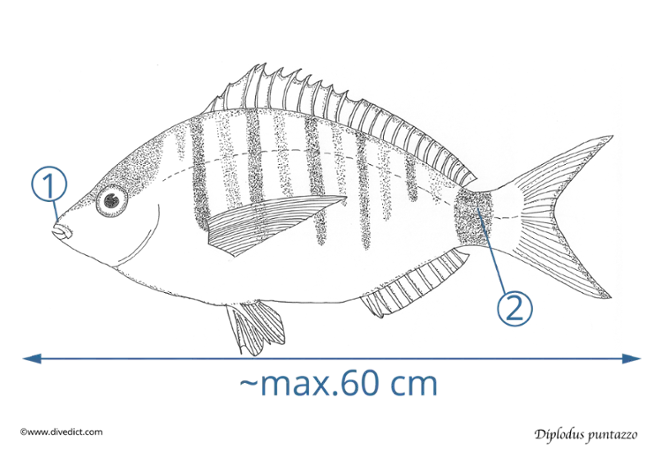 Diplodus_puntazzo_DiveDict