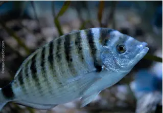 divedict_foto_pictures_biolexicon_fishe_mediterranean_brasse_diplodus_puntazzo_pointed bream