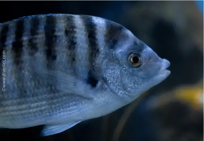 divedict_foto_biolexicon_fish_mediterranean_brasse_diplodus_puntazzo_pointed bream