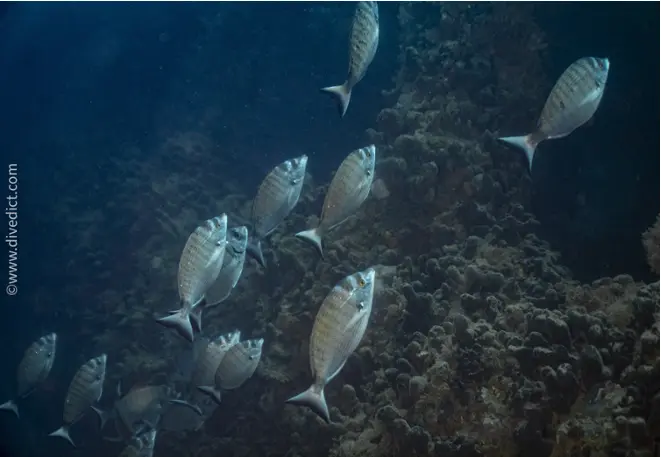 Seabream diplodus_puntazzo_divedict_biolexicon_bio_lexicon_diving_diving_mediterranean