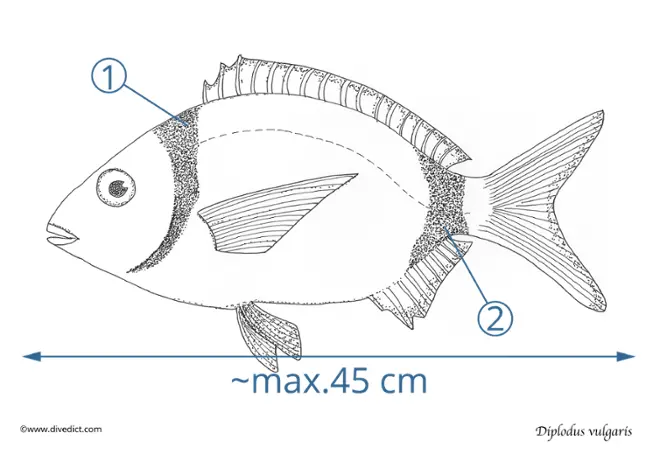 diplodus_vulgaris_divedict