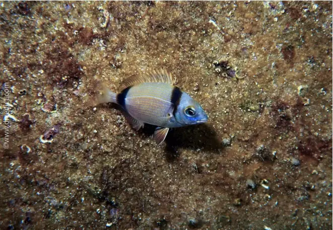divedict_bild_foto_biolexicon_fishe_mediterranean_brasse_diplodus_vulgaris_two-banded bream