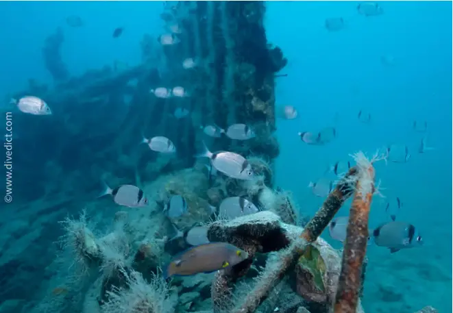 divedict_fotos_biolexicon_fish_mediterranean_brasse_diplodus_vulgaris_two-banded bream 