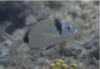 Zweibindenbrasse_diplodus_vulgaris_divedict_mediterranean_mediterranean_bio_lexicon-090 copy