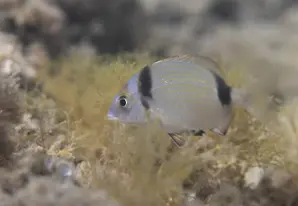 Bi-banded bream