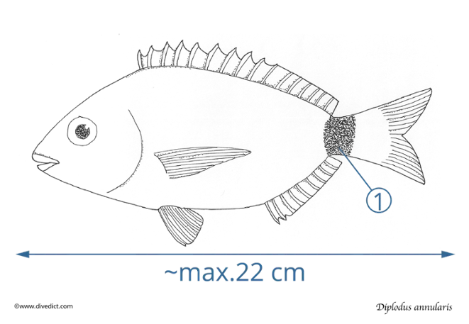 diplodus_annularis_divedict