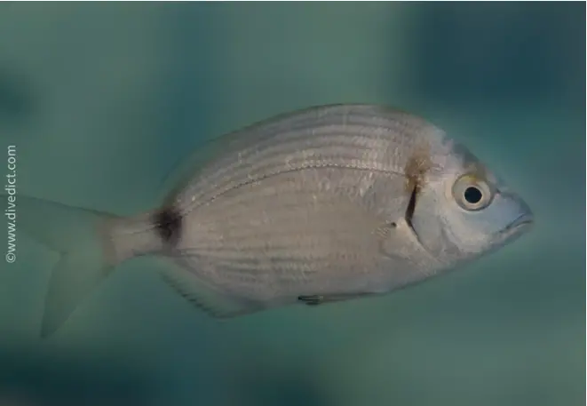 divedict_foto_biolexicon_fishe_mediterranean brasse_ringelbrasse_diplodus_annularis_images