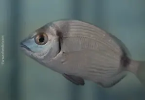 Ringel bream
