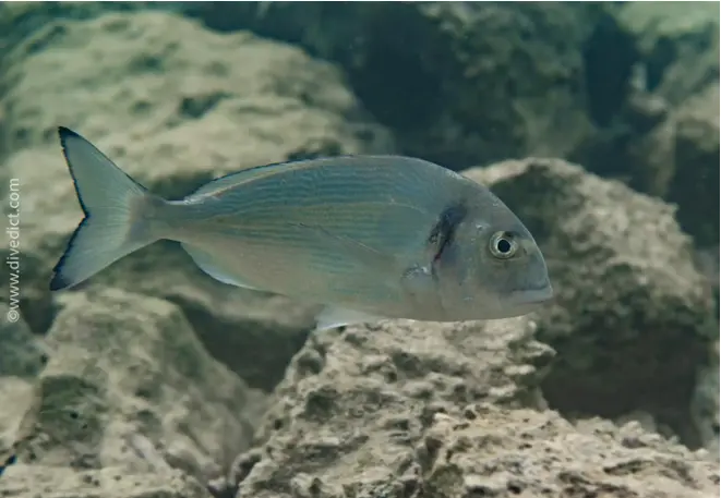 divedict_foto_biolexicon_fishe_mediterranean brasse_sparus_aurata_goldbrasse_pictures
