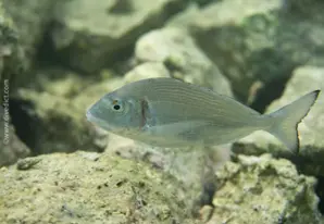 Gilthead seabream