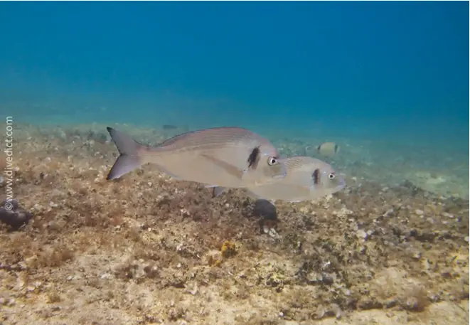 divedict_foto_biolexicon_fish_mediterranean brasse_sparus_aurata_golden bream