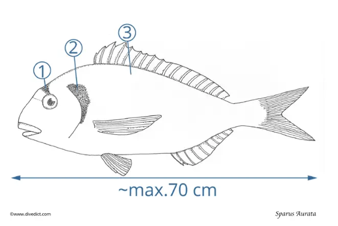 Sparus_aurata_DiveDict