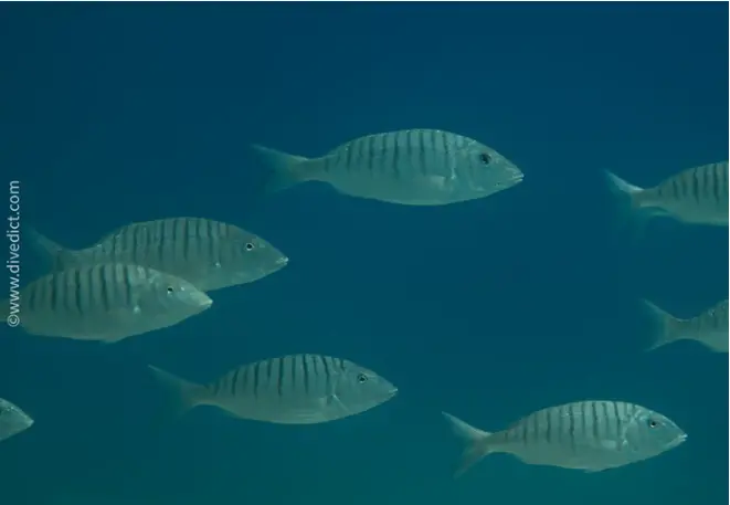 divedict_foto_biolexicon_fishe_mediterranean brasse_lithognathus_mormyrus_marmorbrasse_picture