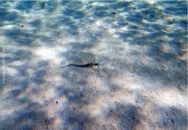 divedict_foto_biolexicon_fishe_mediterranean brasse_lithognathus_mormyrus_marble brasse_pictures