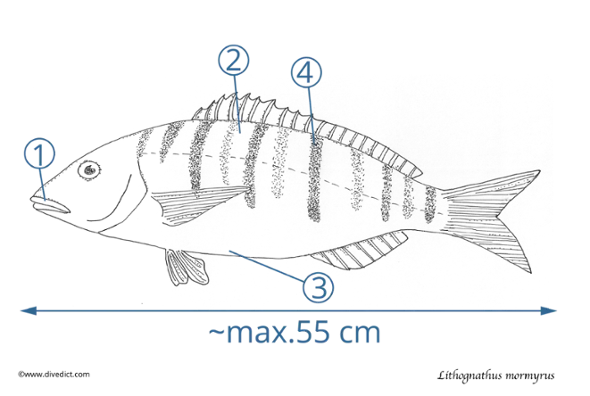 Lithognathus_Mormyrus_DiveDict