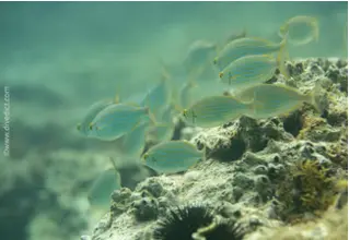 DiveDict_Bild_Biolexikon_Fische_Mittelmeer_Brasse_sarpa_salpa_Goldstrieme_Foto