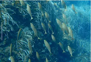 DiveDict_Foto_Bild_Biolexikon_Fische_Mittelmeer_Brasse_sarpa_salpa_Goldstrieme