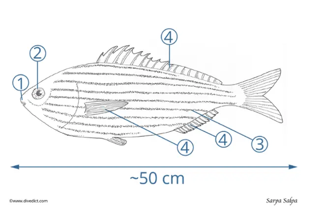 sarpa_salpa_divedict