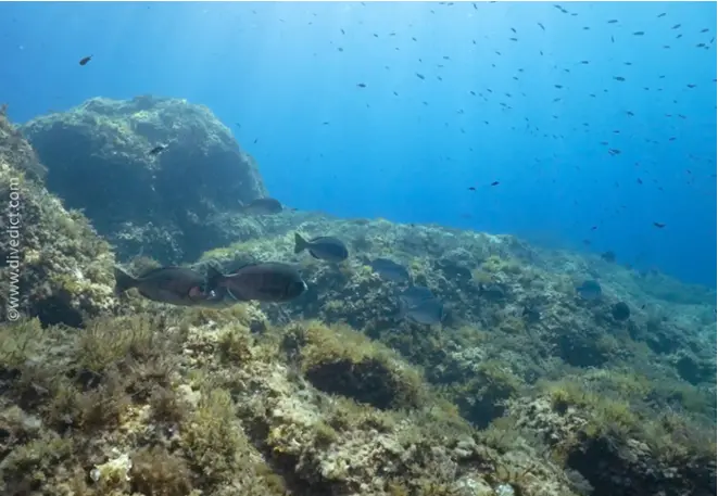 divedict_picture_photo_biolexicon_fish_mediterranean_brasse_spondyliosoma_aurata_golden bream