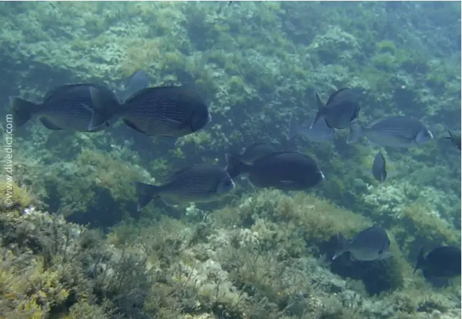 divedict_foto_picture_biolexicon_fish_mediterranean_brasse_spondyliosoma_aurata_golden bream