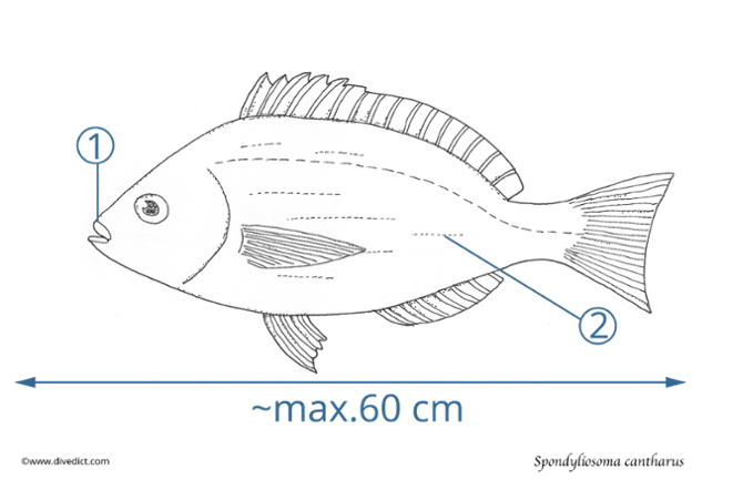 SpondyLiosoma_Cantharus_DiveDict