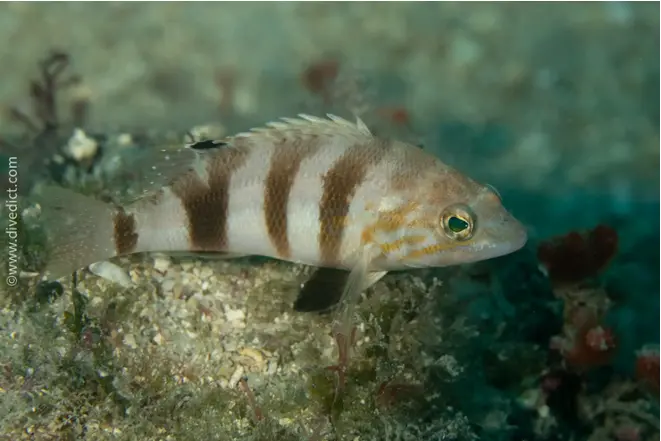 bagfish_serranus_hepatus_diving_diving_diving_mediterranean 21