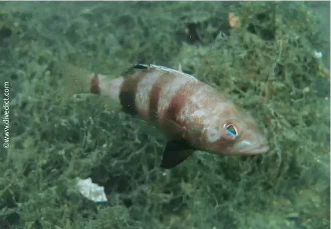 divedict_foto_biolexicon_fish_mediterranean_picture_seranus_hepatus_bagbask_sagebass_crotien_Italy_Nord_Adria_France_Croatia