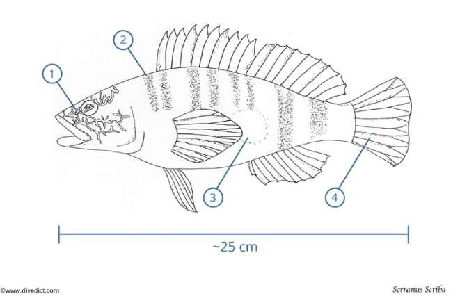 seranus_scriba_illustration3