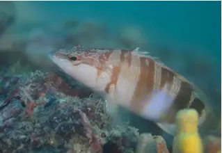 seranus_scriba_Schriftbarsch_divedict_Mittelmeer_mediterranean_bio_lexicon-074