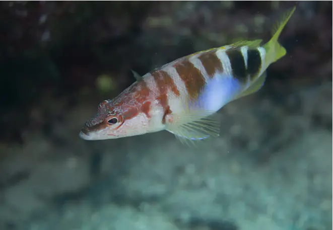 Serranus_Scriba_Schriftbarsch_divedict_Mittelmeer_mediterranean_bio_lexicon-02