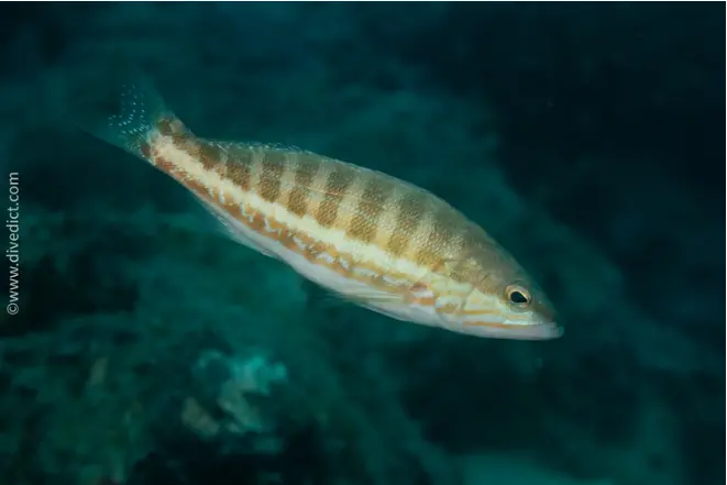 Sawgebass_serranus_cabrilla_diving_diving_diving_Mediterranean-23