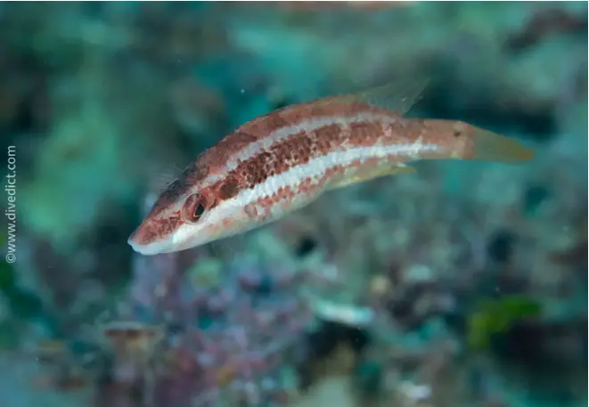 sagebass_serranus_cabrilla_diving_diving_dive_mediterranean-45 DiveDict