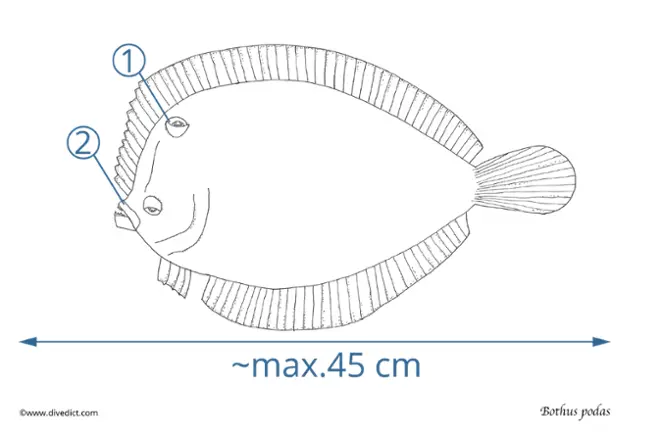 Bothus_Podas_DiveDict