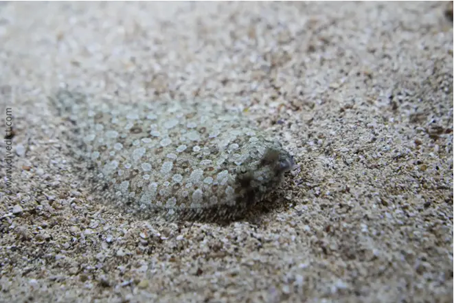 divedict_foto_biolexicon_fish_mediterranean_picture_flatfish_bothus_podas_wide-augenbutt_krotien_Italy_Nord_Adria_France