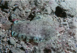 divedict_foto_biolexicon_fish_mediterranean_picture_flatfish_arnoglossus_laterna_lammzunge_krotien_Italy_Nord_Adria_France