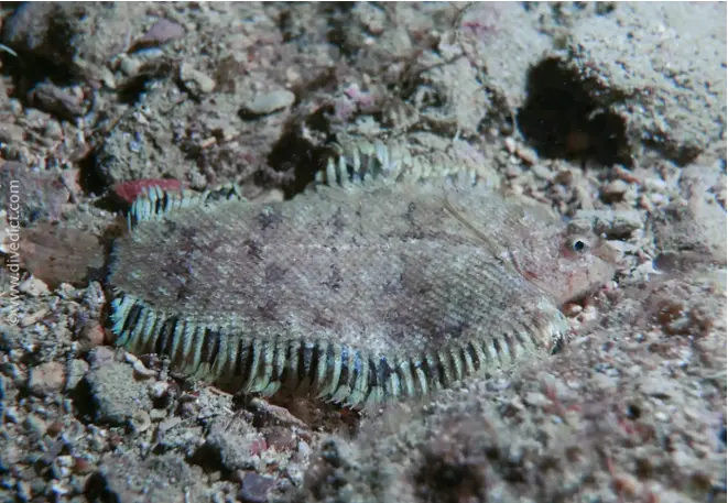 divedict_foto_biolexicon_fish_mediterranean_picture_flatfish_arnoglossus_laterna_lammzunge_krotien_Italy_Nord_Adria_France