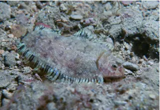 divedict_foto_biolexicon_fish_mediterranean_pictures_flatfish_arnoglossus_laterna_lammzunge_krotien_Italy_Nord_Adria_France