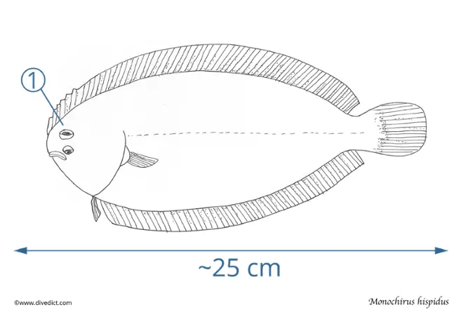 monochirus_hispidus_divedict