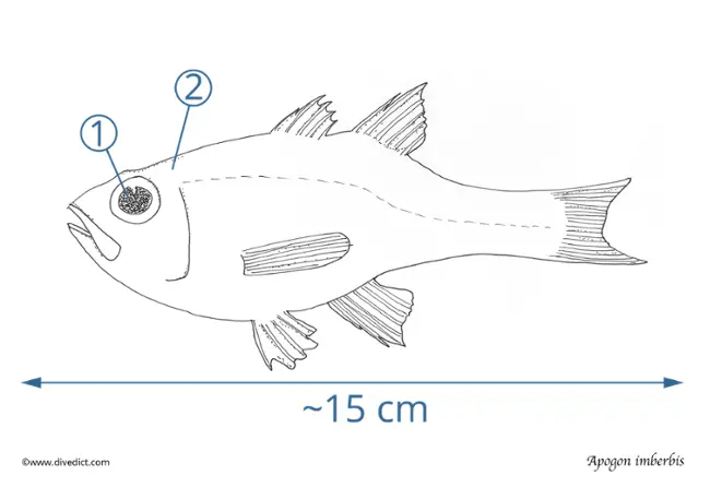 apogon_Imberbis_DiveDict