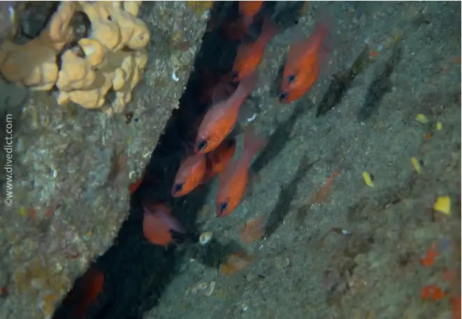 apogon_imberis_mullet mong-2 copy